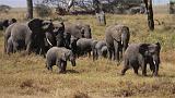 TANZANIA - Serengeti National Park - Elefanti - 02